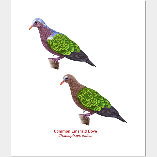Asian Emerald Dove | Chalcophaps indica ⚥ Wall Art by bona 